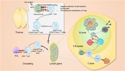 B cell-T cell interplay in immune regulation: A focus on follicular regulatory T and regulatory B cell functions